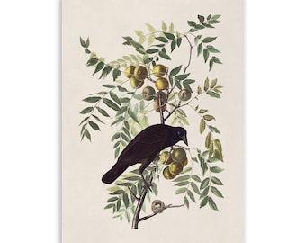 Audubon American Crow Print: Vintage Bird Illustration, AOB156