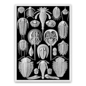 Horseshoe Crabs Oceanography Illustration, Vintage Style Ernst Haeckel Scientific Biology Print, Sea Life Art, Nautical Wall Decor, NH57