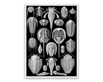 Horseshoe Crabs Illustration, Vintage Style Ernst Haeckel Scientific Biology Print, Sea Life Art, Nautical Wall Decor, NH57