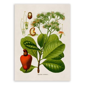 Cashew Tree Plant Print, Medicinal Plants Botanical Illustration, Vintage Style Reproduction, MOBO 253