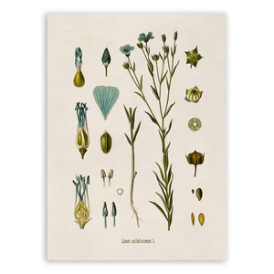 Green Floral Botanical Study Prints S/6 UT33651