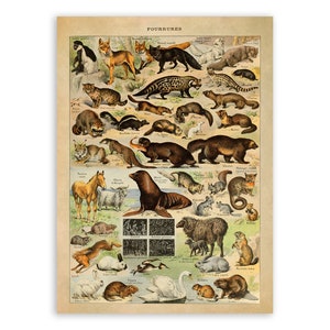 Animal Species Print, Vintage Style Animals Illustration, Adolphe Millot Animals Chart Poster, Children&#39;s Educational Artwork, AM07