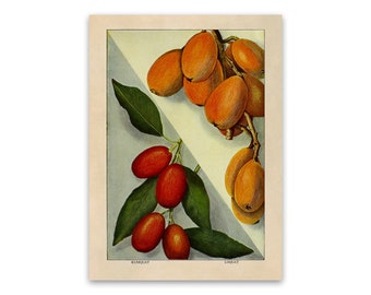 Kumquat Loquat Print, Old Fruit Illustration, Kitchen Decor Poster, 1900s Botanical Artwork GEO98