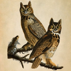 Audubon Horned Owl Print, Vintage Bird Illustration, AOB60 Vintage