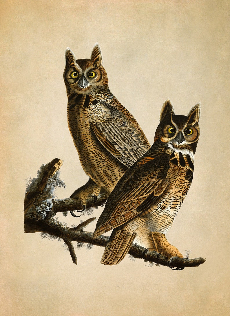 Audubon Horned Owl Print, Vintage Bird Illustration, AOB60 Vintage
