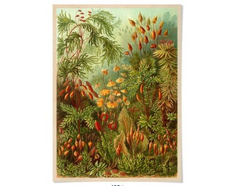 Moss Species Print: Vintage Ernst Haeckel Tropical Forest Illustration, NH34
