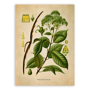 Rubber Tree Plant Print, Medicinal Plants Botanical Illustration, Vintage Style Reproduction, MOBO 218 image 1