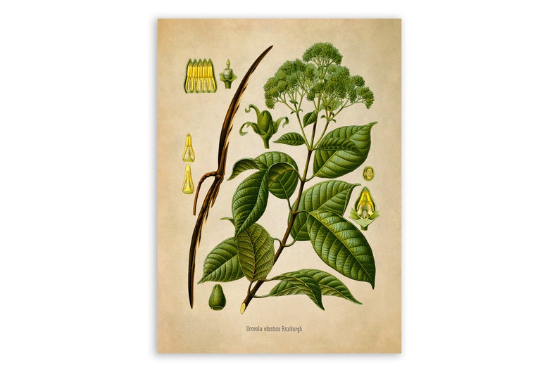 Rubber Tree Plant Print, Medicinal Plants Botanical Illustration, Vintage Style Reproduction, MOBO 218 image 1