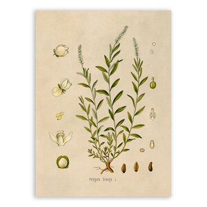 Seneca Snakeroot Plant Print, Medicinal Plants Botanical Illustration, Vintage Style Reproduction, MOBO 68