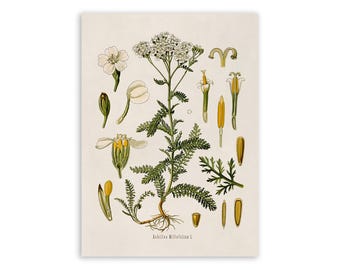 Yarrow Plant Print, Medicinal Plants Botanical Illustration, Vintage Style Reproduction, MOBO 191