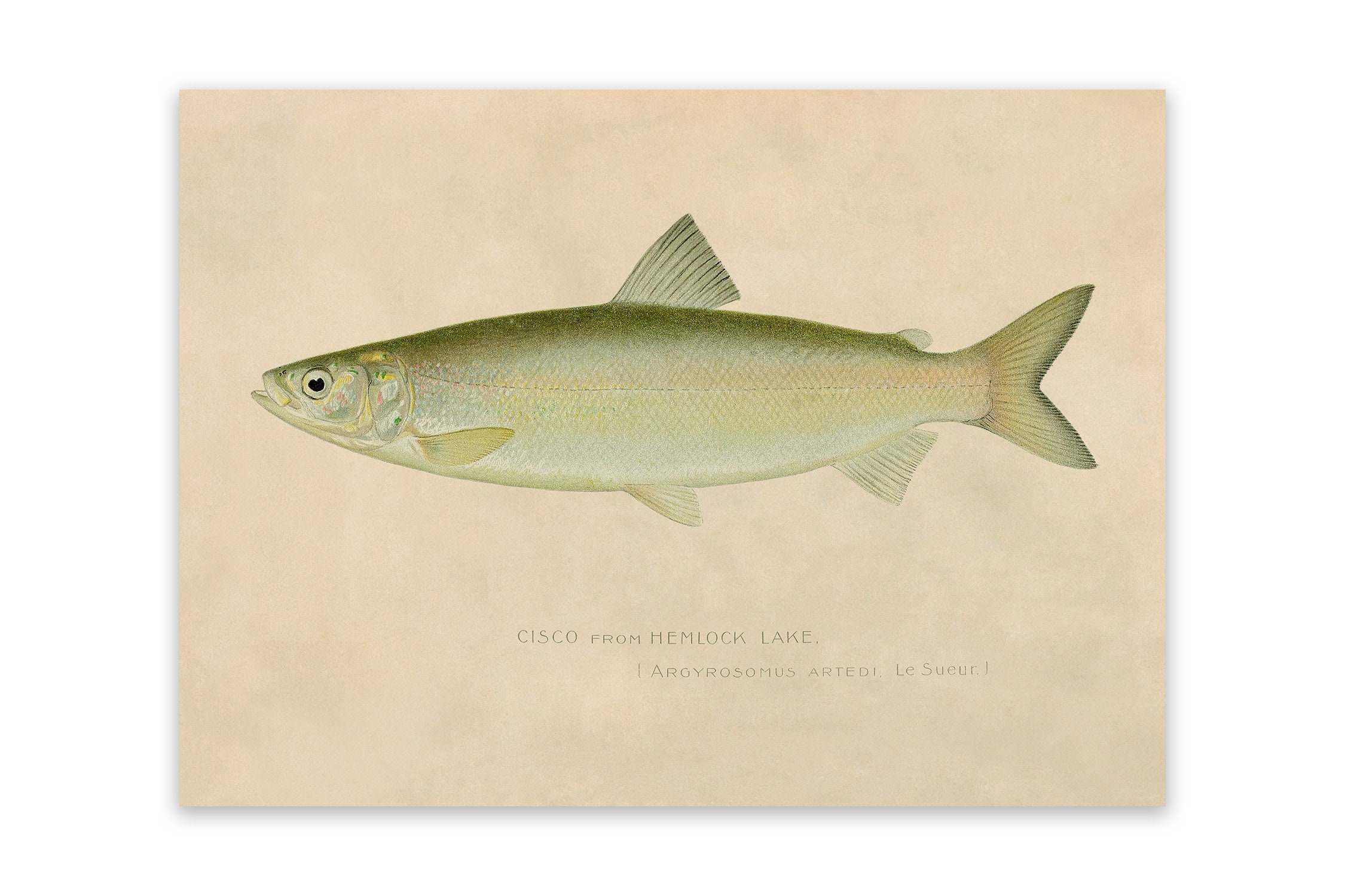 Cisco Fish Print, Vintage Style Reproduction, SFD01 -  Canada