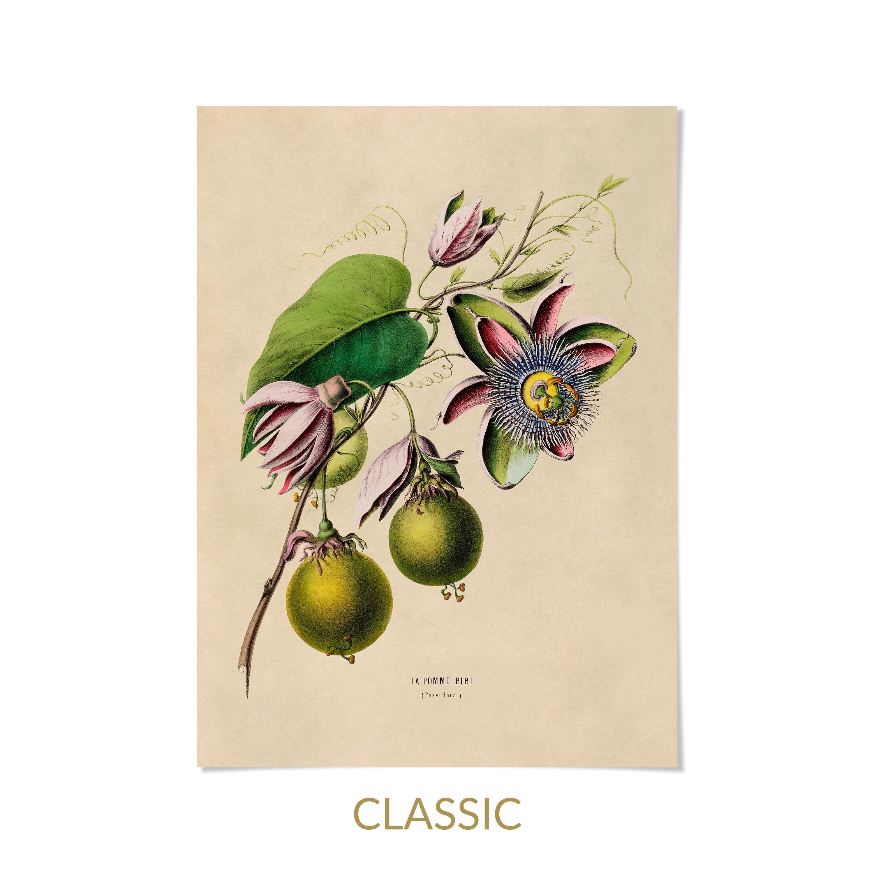 Passionfruit Flower Print, 19th Century Tropical Botanical