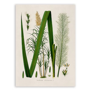 Impresión de planta de caña de azúcar, ilustración botánica de plantas medicinales, reproducción de caña de azúcar estilo vintage, MOBO 141 imagen 1