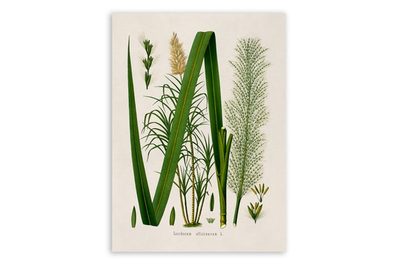 Sugar Cane Plant Print, Medicinal Plants Botanical Illustration, Sugarcane Vintage Style Reproduction, MOBO 141