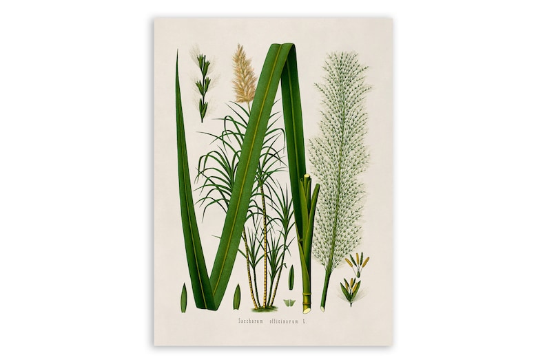 Impresión de planta de caña de azúcar, ilustración botánica de plantas medicinales, reproducción de caña de azúcar estilo vintage, MOBO 141 imagen 1