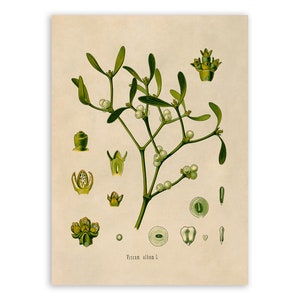 Mistletoe Plant Print, Medicinal Plants Botanical Illustration, Vintage Style Reproduction, MOBO 20