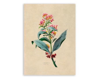 Vintage Lantana Flower Print: Botanical Illustration, Flore D'Amerique, FDA17