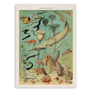 May include: A vintage illustration of various sea creatures, including a shark, shrimp, starfish, and a variety of fish. The illustration is in a colourful style with a light blue background and the text "OCEANOGRAPHIE" at the top.
