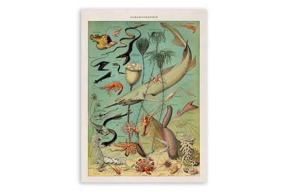 Vintage Marine Life Art Print: Adolphe Millot Ocean Species Chart, AM48