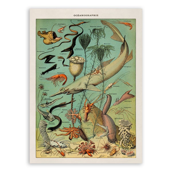 Marine Life Species Print, Vintage Style Ocean Life Illustration, Adolphe Millot Fish Chart Poster, Nautical Artwork, AM48