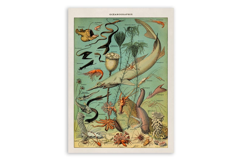 May include: A vintage illustration of various sea creatures, including a shark, shrimp, starfish, and a variety of fish. The illustration is in a colourful style with a light blue background and the text "OCEANOGRAPHIE" at the top.