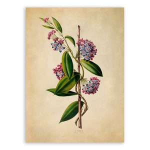 Porcelain Flower Print, Vintage Style Botanical Illustration, Premium Reproduction, FDA84