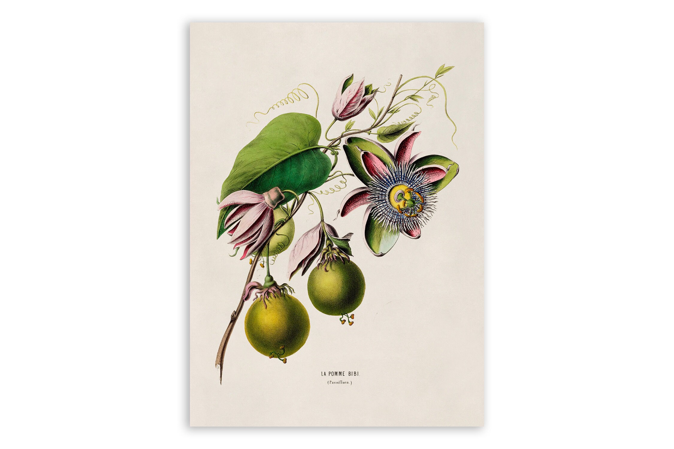 Passion Fruit Flower Print: Vintage Botanical Illustration, FDA56
