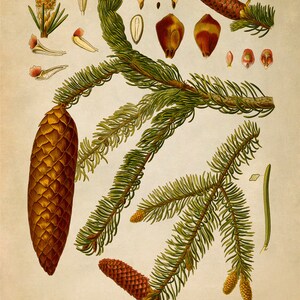 Norway Spruce Tree Plant Print, Medicinal Plants Botanical Illustration, Vintage Style Reproduction, MOBO 8 Vintage