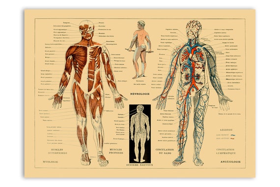 Anatomy Posters Muscle Charts