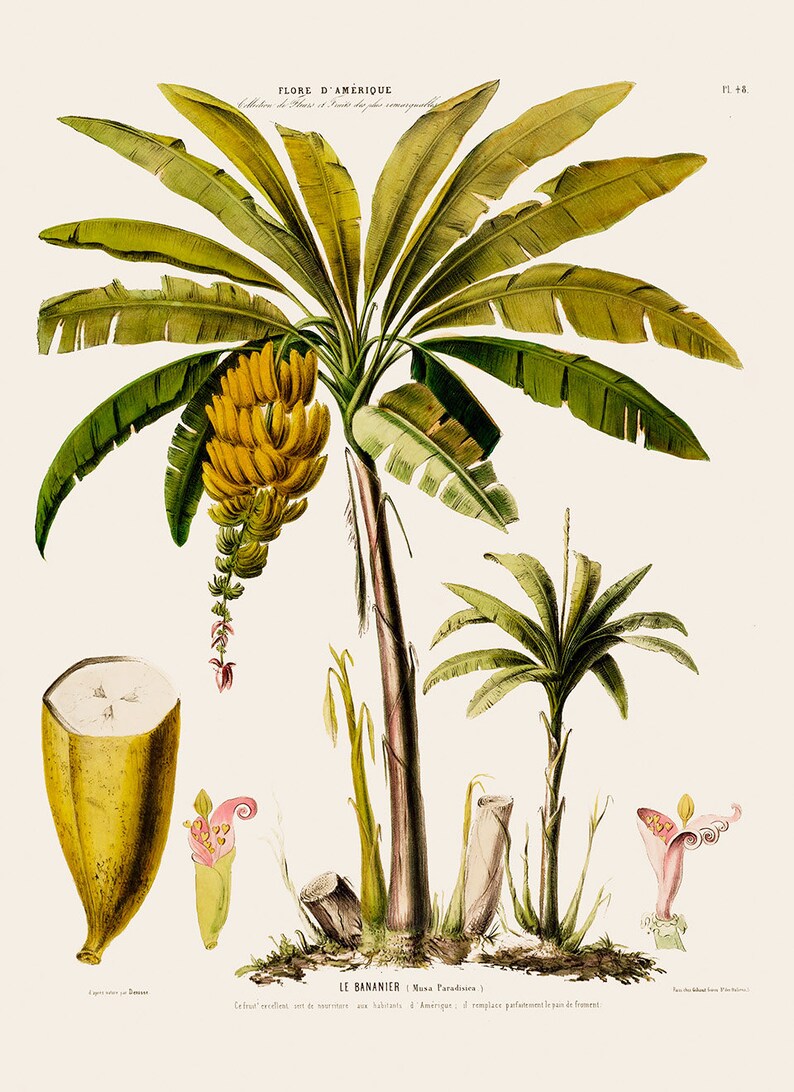 Banana Tree Fruit Print Antique Botanical Illustration Etsy