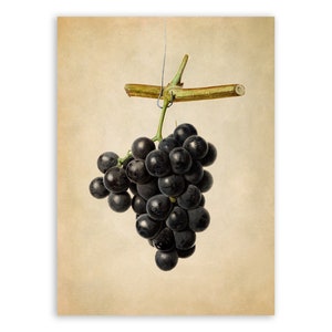 Purple Grapes Fruit Print, Grapevine Themed Botanical Watercolor Artwork, Premium Vintage Style Reproduction Poster, JMS41