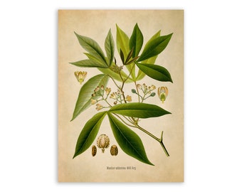Cassava Tree Plant Print, Medicinal Plants Botanical Illustration,  Vintage Style Reproduction, MOBO 208