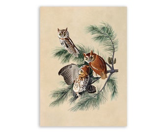 Eastern Screech Owl Bird Print, Vintage Style Audubon Poster, Birds Of America Illustration,  AOB98