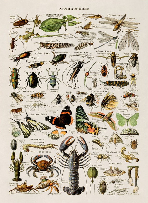 Types Of Arthropods Insects