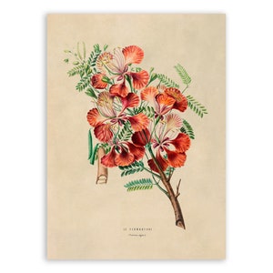 May include: A vintage botanical illustration of a red and white flower with green leaves on a cream background. The text "Le flamboyant" is printed below the flower.