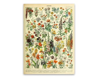 Vintage Flowers Chart Poster: Adolphe Millot Botanical Illustration, AM12