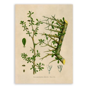 Myrrh Tree Plant Print, Medicinal Plants Botanical Illustration, Vintage Style Reproduction, MOBO 158