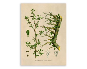 Myrrh Tree Plant Print, Medicinal Plants Botanical Illustration,  Vintage Style Reproduction, MOBO 158