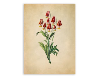 Red Columbine Flower Print, Vintage Style Botanical Illustration, Premium Reproduction, FDA157