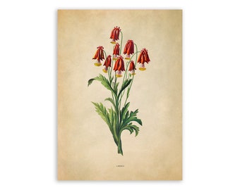 Vintage Red Columbine Flower Print: Botanical Illustration, FDA157