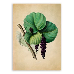 Sea Grape Tree Plant Print, Vintage Style Botanical Illustration, Premium Reproduction, FDA85