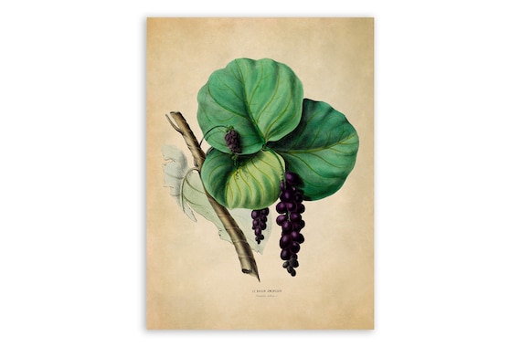 Sea Grape Tree Plant Print, Vintage Style Botanical Illustration, Premium  Reproduction, FDA85 - Etsy Denmark
