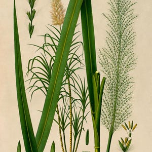Sugar Cane Plant Print, Medicinal Plants Botanical Illustration, Sugarcane Vintage Style Reproduction, MOBO 141 image 3
