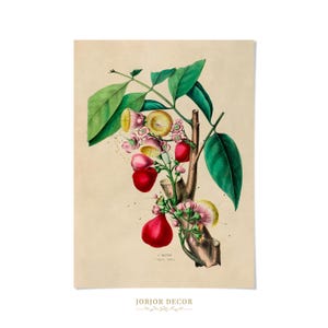 May include: A botanical print on a beige background featuring a branch with green leaves, pink flowers with yellow stamens, and red fruit. The text JORJOR DECOR is at the bottom, and the text I. EUGENIE S. Eugenia Jambos is below the branch.