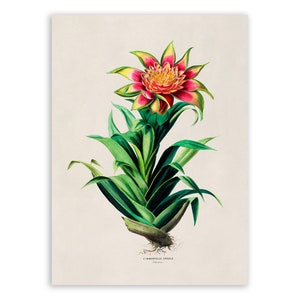 Tufted Airplant Plant Print, Vintage Style Botanical Illustration, Premium Reproduction, FDA102