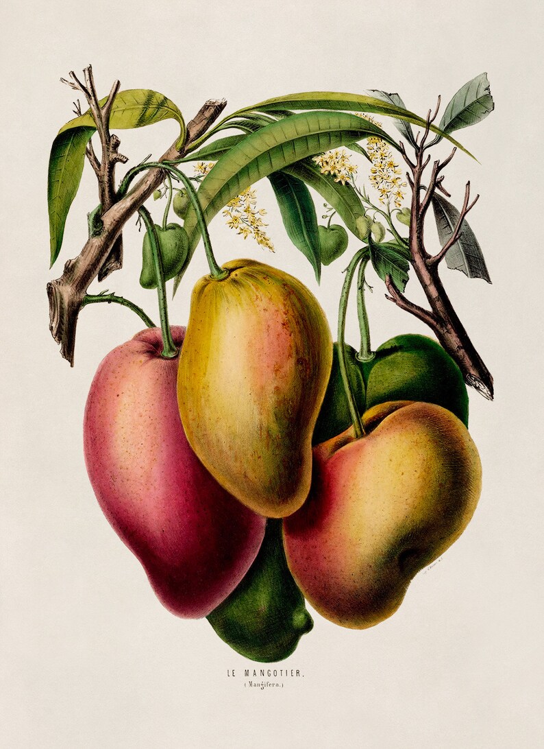 Mango Fruit Print, Vintage Style Tropical Botanical Illustration