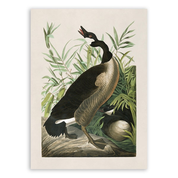 Canada Goose Bird Print, Vintage Style Audubon Poster, Birds Of America Illustration,  AOB192