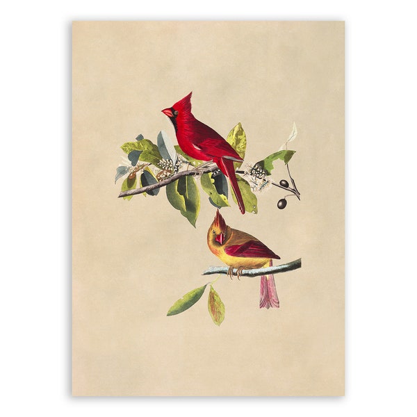 Northern Red Cardinal Bird Print, Vintage Style Audubon Poster, Birds Of America Illustration,  AOB159