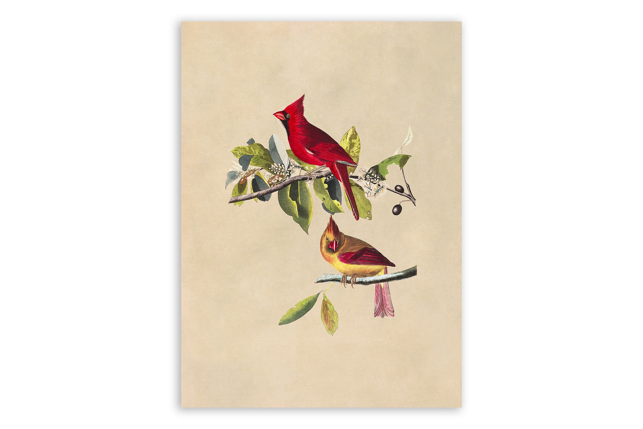Northern Cardinal Grosbeak Bird Print Vintage Style Audubon pic