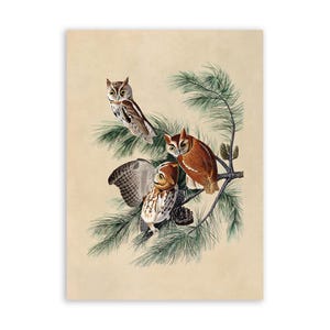 May include: Three brown and white owls perched on a pine branch with green needles. The owls have large, round eyes and are looking in different directions. The background is a light beige.